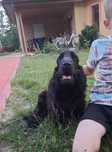 Piesek Cocker Spaniel Angielski ZKwP FCI