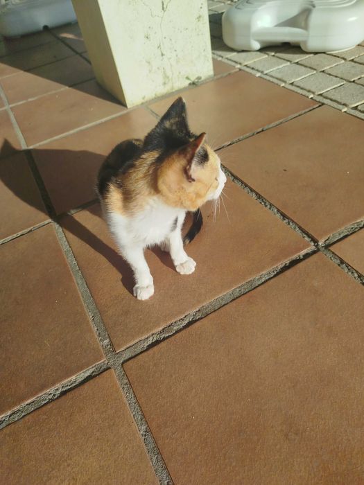 Gata pequena tricolor com 3 meses
