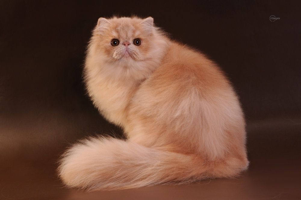 Персидский кот , Чемпион Украины , предлагает вязку.