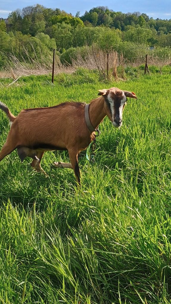 Brązowa koza mleczna kolczykowana