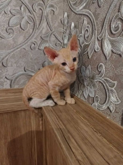 Лисі кошенята, донський сфінкс.