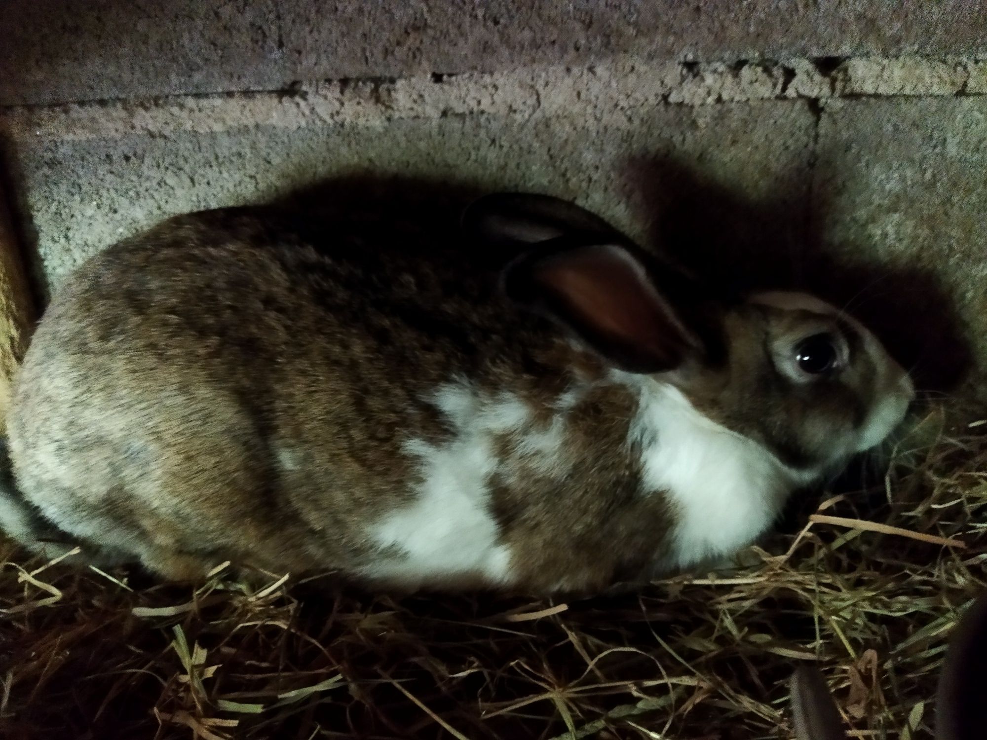 Vendo Coelhos Caseiros