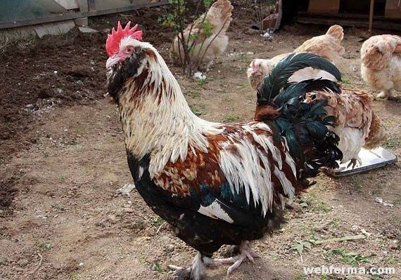 Инкубационное яйцо курицы породы Фавероль