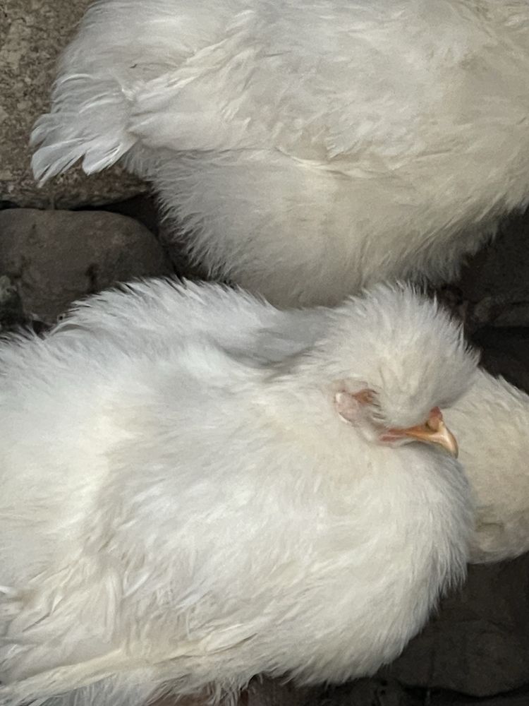 Galinhas sedosas criadas na quinta
