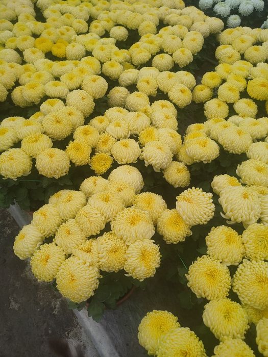 Chryzantemy hurt i detal