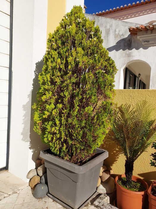 Duas plantas Tuia da China