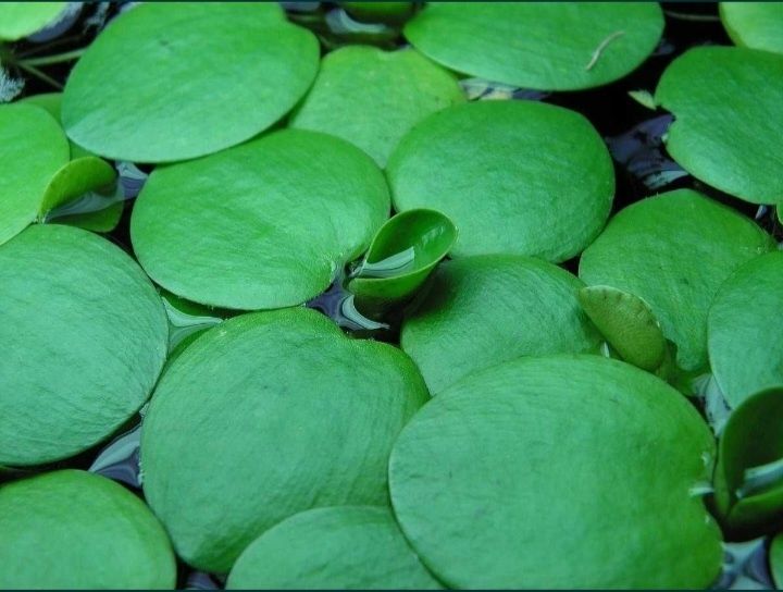 Planta flutuante aquário