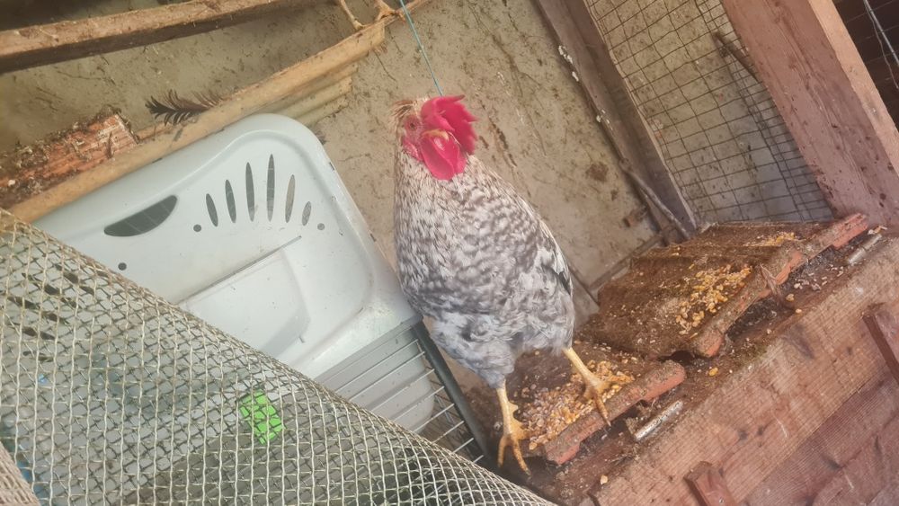 Galo Cream Legbar puro