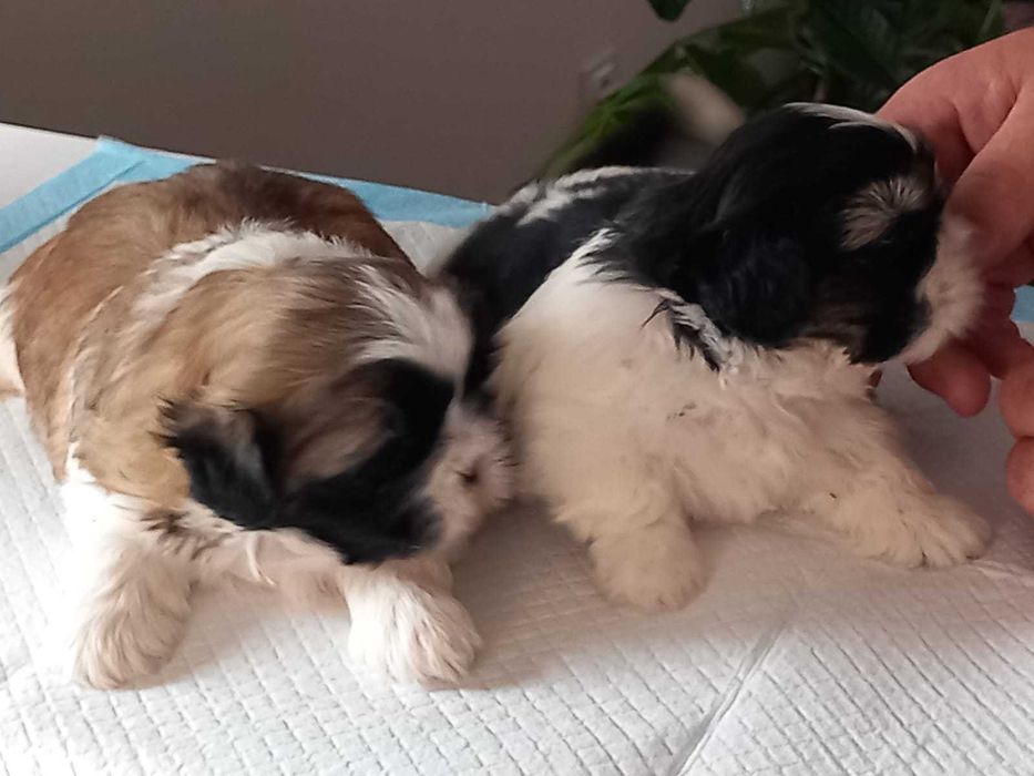 Sprzedam śliczną suczkę Shih tzu