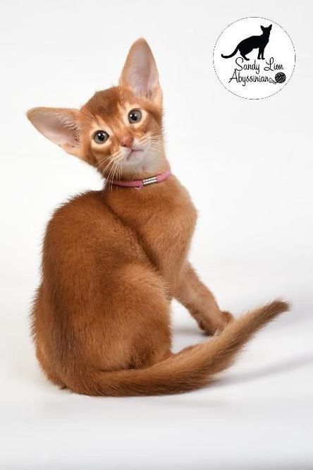Абиссинский котенок - домашняя кошка в диком обличии