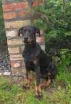 Doberman europejski