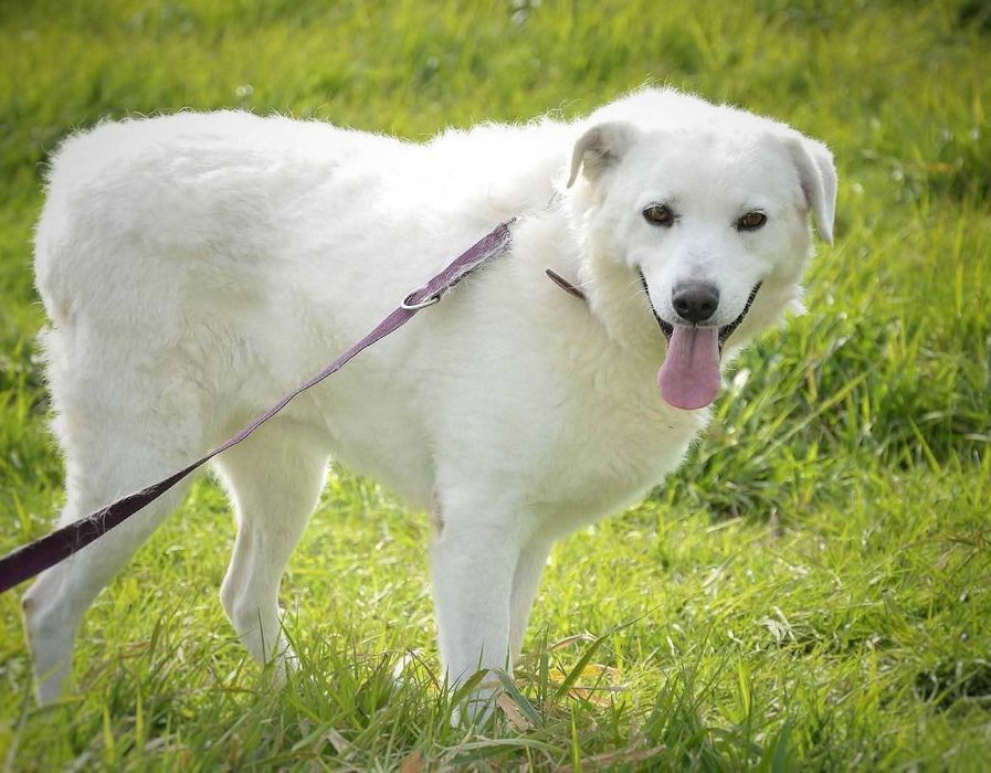 Piękna biała Lisa w typie goldena szuka domu