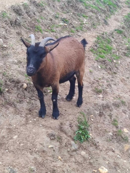 Duas Cabras Anãs com 3 anos idade