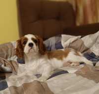 Cavalier King Charles Spaniel ZKwP FCI piesek