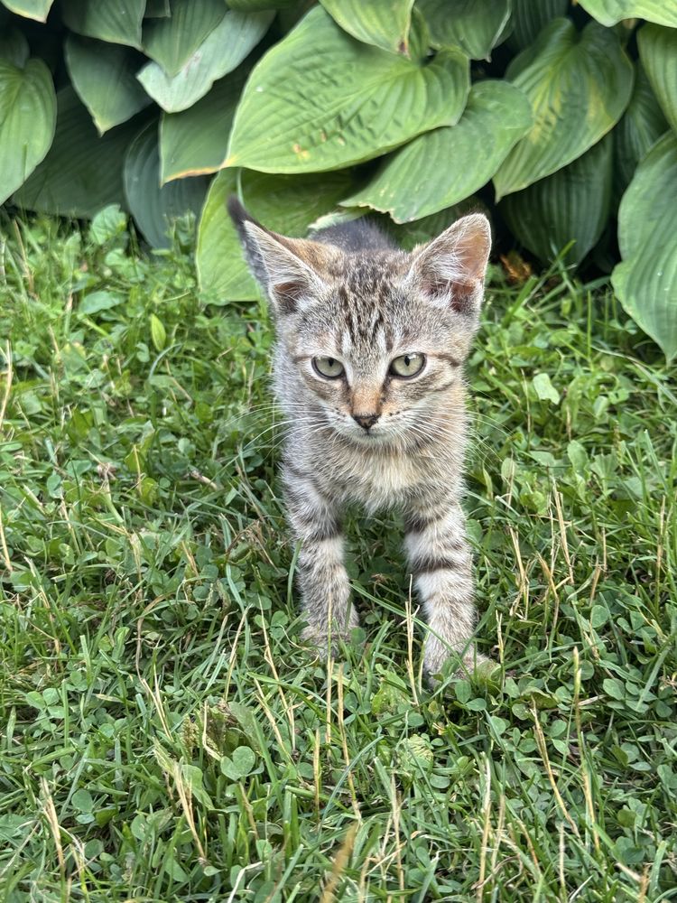 Віддам кошенят 3 місяці