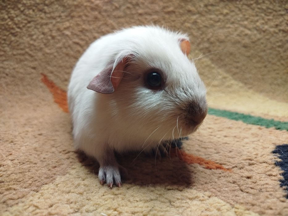 Морская свинка. Калифорния. Окрас белый с шоколадными поинтами.