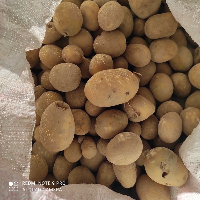 Ziemniaki odpadowe dowóz