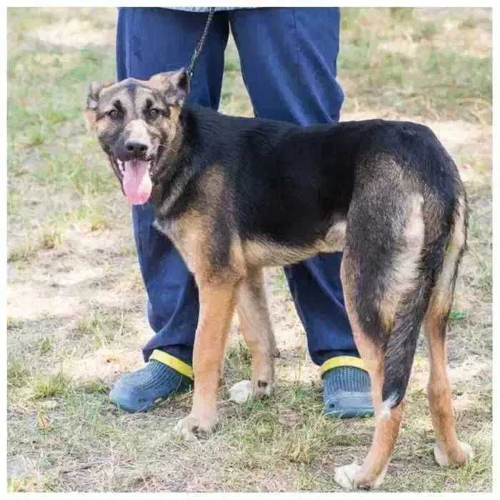 Джесси, молодая ласковая собака