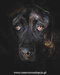 Syriusz w typie Cane Corso do adopcji.