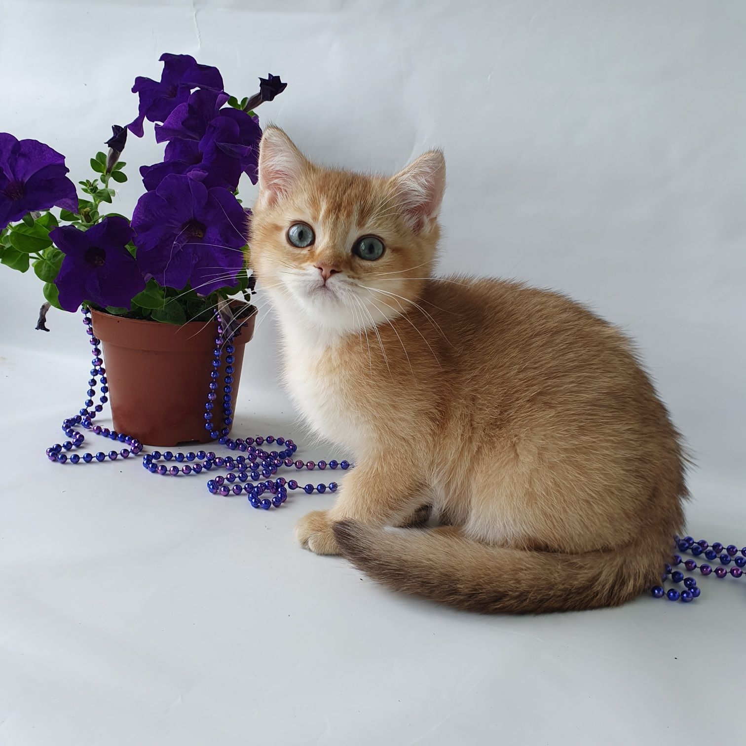 Срочно ласковый котик британец, ждет любящую семью. Котята Киев