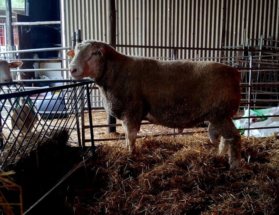 Carneiro puro para venda
