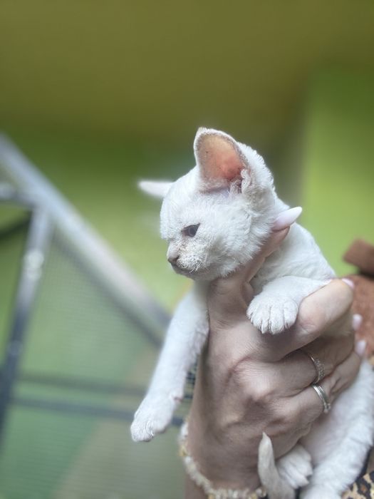 Chlopiec Devon Rex FPL