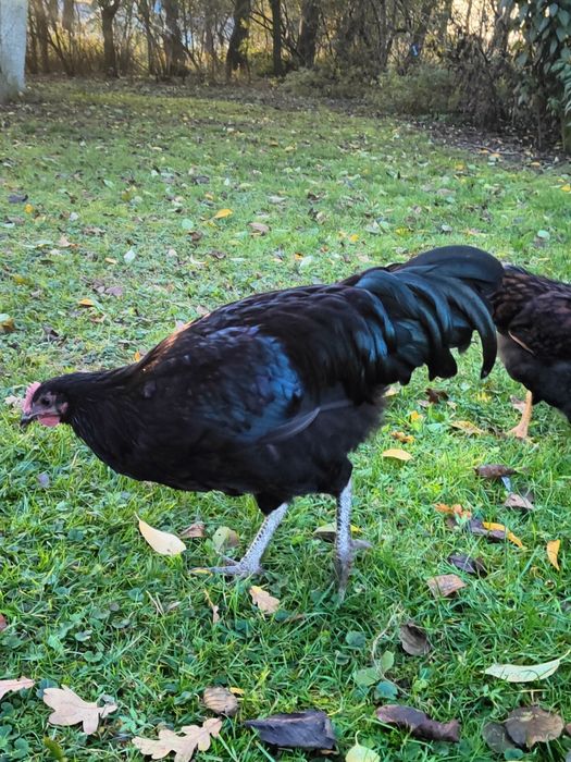 Australorp czarny