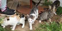Kociaki do adopcji