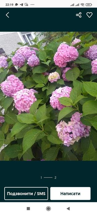 Саджанці Гортензії, троянда рожева