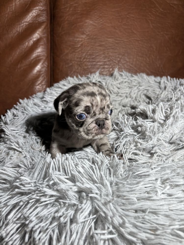 Pug Carlin Macho