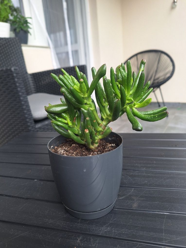 Ucho shreka, Drzewko szczęścia, Crassula ovata
