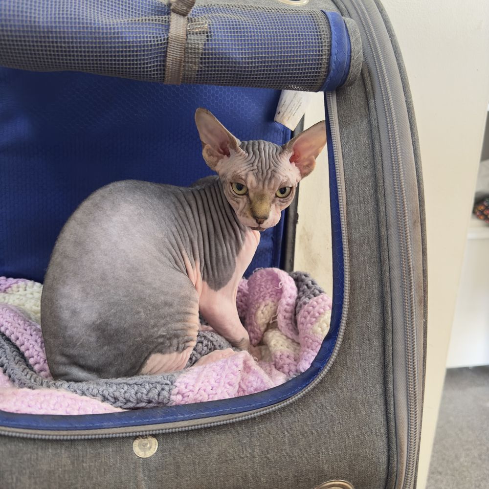 Sphynx femea com 1 ano