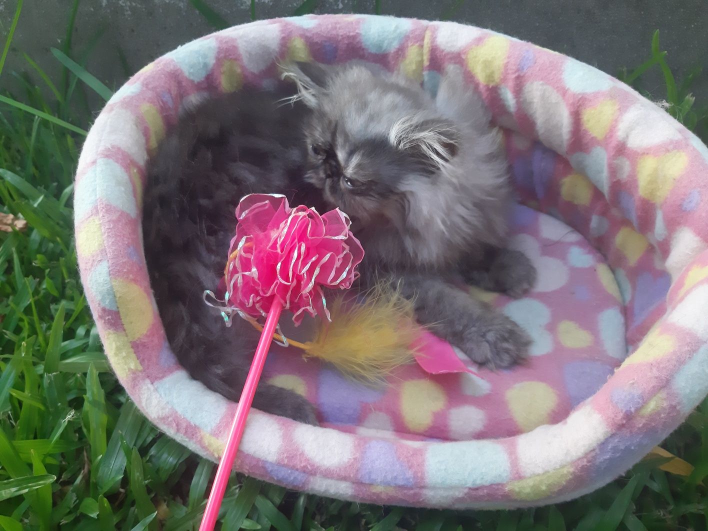 Gatinha persa smoke