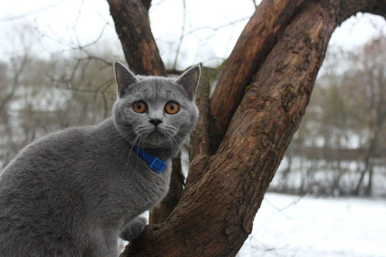 Кошенята скотіш страйт