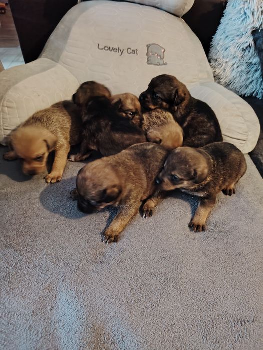 Szczeniaki polecają się do adopcji