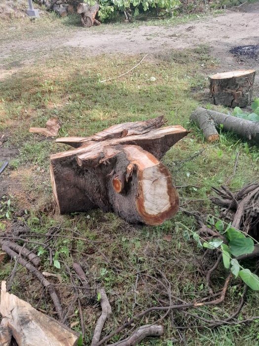 Pień na stolik korzeń czeresni