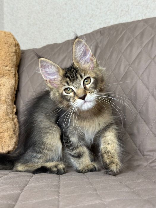 Sienna-Kotka Maine Coon