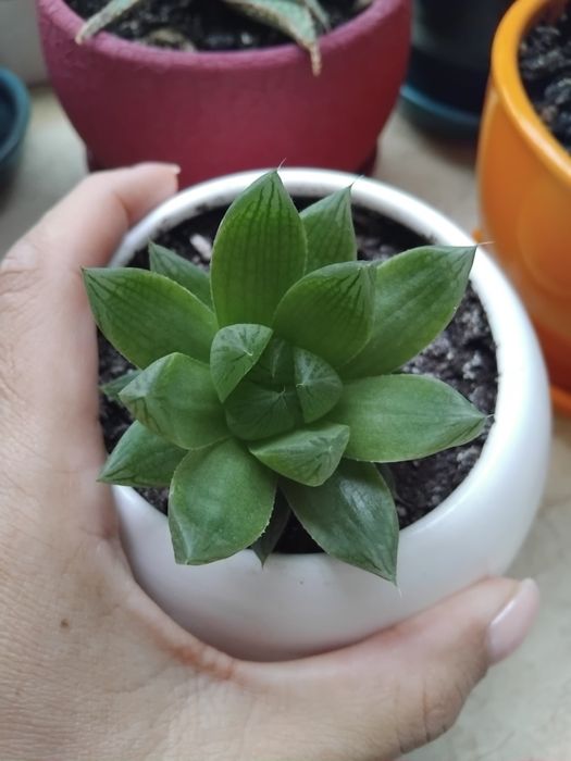 Сукуленти, ехеверія