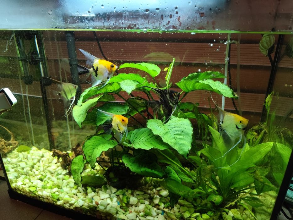 Sprzedam akwarium wraz z zawartoscia