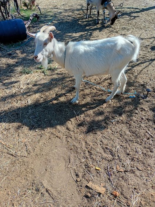 Коза  зааненская . прода
