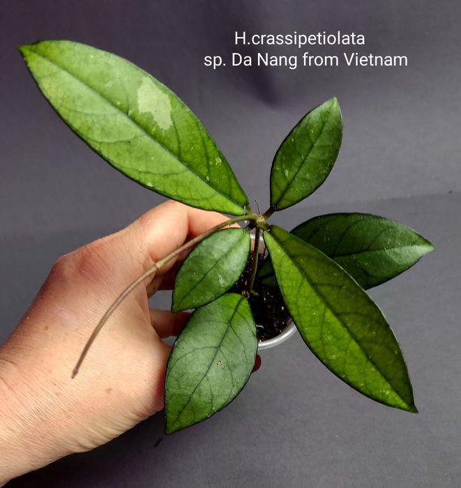 Хойя. Вкорінені Juannguoana,SilverMoon,lyiChina,Elliptica,Finlaysonii