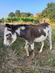 Burro malhado 1 ano e meio