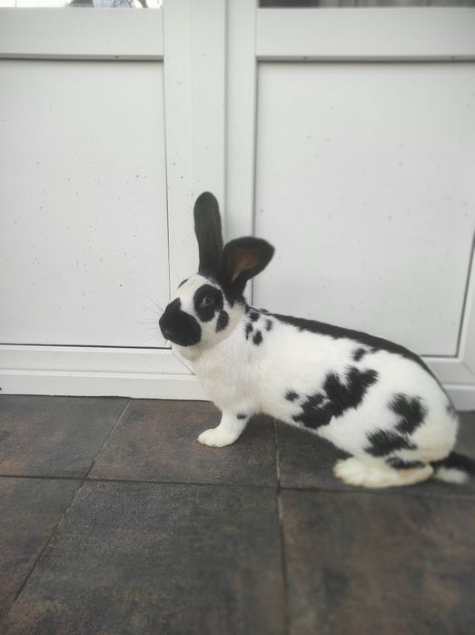 Кролі — Строкачі