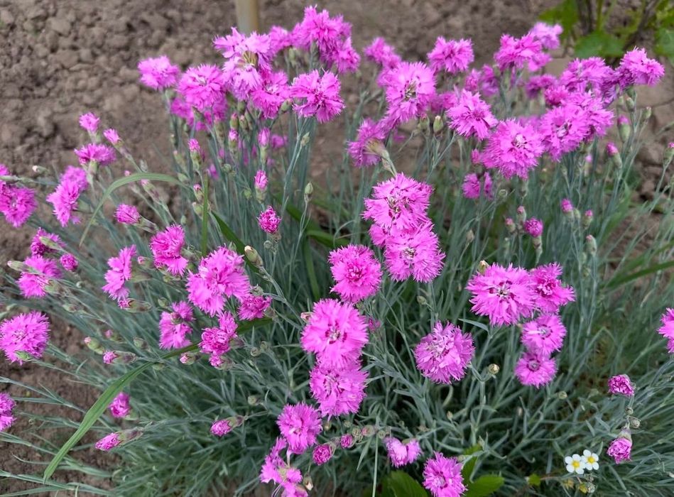 Продам набір ароматних трав :мʼяту і мелісу, 2 тімʼян а та лаванду