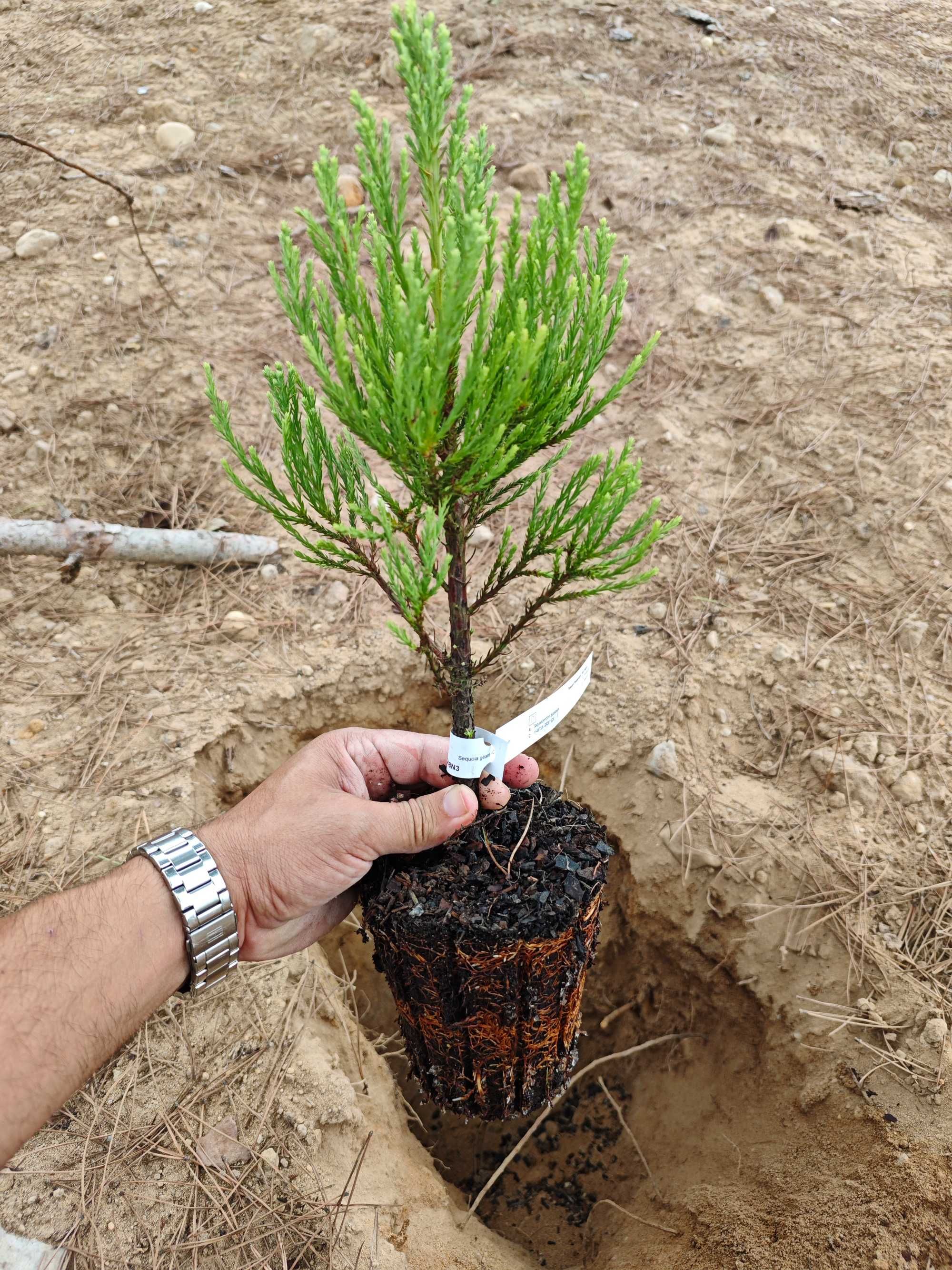 Sequóia Gigante - Jardim- Árvores