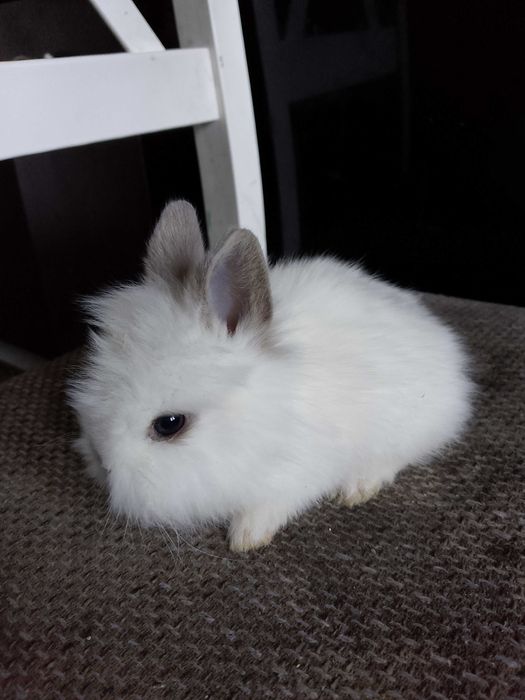 Króliczki miniaturki