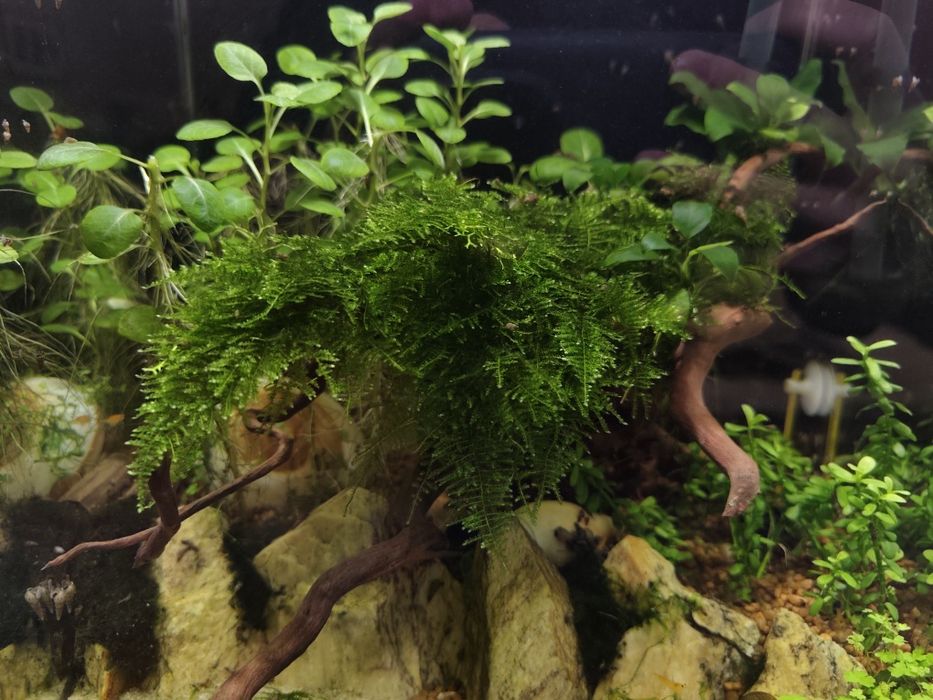 Kubeczek mchu christmas moss / roślinka akwariowa
