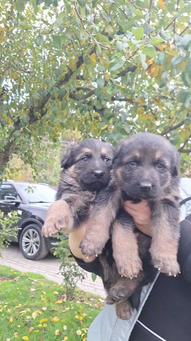 Щенята німецької вівчарки