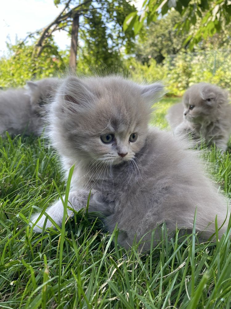Шотландські кошенята, стріт фолд/скотіш фолд