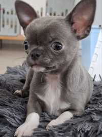 Chihuahua niebieski najsłodszy chłopiec  pełny 4 pok. Rodowód4